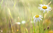 Chamomile
