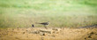 Sparrow (Passer montanus)