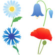 Meadow flowers Meadow flowers