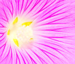 Macro flower background