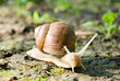 snail