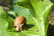 snail