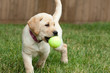 Yellow Lab Puppy Playing with a Tennis Ball Yellow Lab Puppy Playing with a Tennis Ball