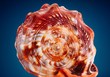 Sea shell on e blue background