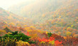 紅葉の彩り