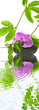 composition, orchidée, galet, liane fruit de la passion