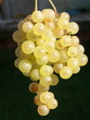 grappe de raisin
