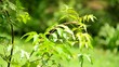 Neen leaves, healing properties