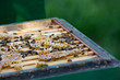 Bienenstock