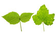 currant and raspberry leaves currant and raspberry leaves