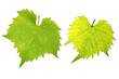 Grape leaves Grape leaves