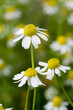 Kamillenblüten