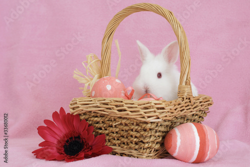 Photo: baby bunny in a basket baby bunny in a basket