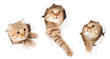 set of one cat in paper side torn hole isolated set of one cat in paper side torn hole isolated