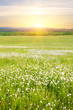 Big field of flowers on sunrise. Composition of nature.