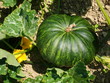 floraison et fruit de courges