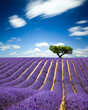 Lavande Provence France / lavender field in Provence, France