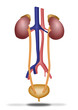 Aparato excretor