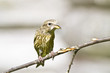 Foto: Female Common Crossbill Female Common Crossbill