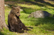 Brown bear cub (Ursus  arctos) resting in the sunshine