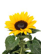Sunflower on the white background