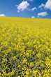 Blossoming rape field in Rouhling Blossoming rape field in Rouhling