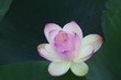 ハスの花