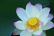 ハスの花