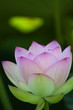 ハスの花