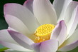 ハスの花