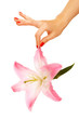 Hand holding Madonna lily