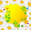 Chamomile back