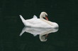 Cigno