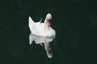 Cigno