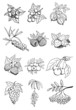 wild and garden berry vector set wild and garden berry vector set