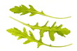 Rucola