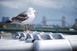 Mouette londonienne Mouette londonienne