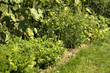 garden in summer garden in summer