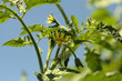tomato flowers tomato flowers