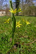 Wiesengelbstern (Fruehblueher) Wiesengelbstern (Fruehblueher)