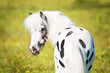 Photographie : Appaloosa pony portrait