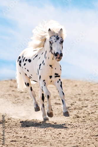 Photo: Appaloosa pony runs gallop in dust Appaloosa pony runs gallop in dust