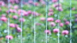 Roses behind a curtain of water jets