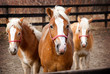 Photo: Horses family Horses family