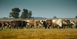 Photo: Farm Farm