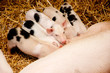 Photo: Pigs Pigs