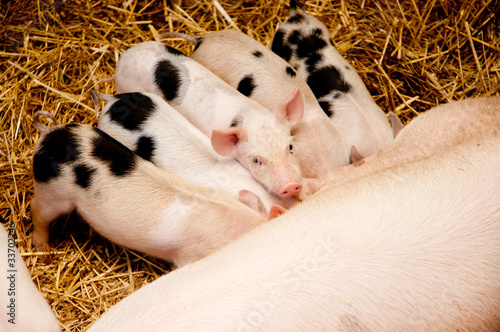 Photo: Pigs Pigs