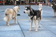 Huskies