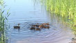 Video: Morning on the lake, feeding of duck family Morning on the lake, feeding of duck family