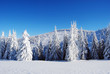 snowy mountain forest